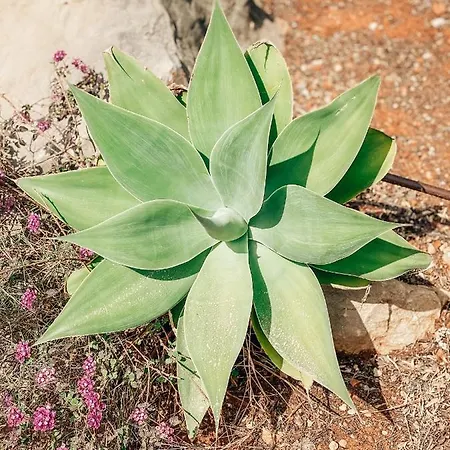 Montgo Prázdninový dům